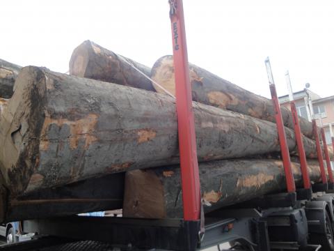 drewno liściaste transport